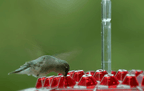 Ant proof hummingbird feeder outdoor hanging with 30 ports and built-in ant moat, 12 oz