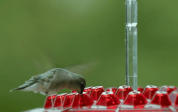 Ant proof hummingbird feeder outdoor hanging with 30 ports and built-in ant moat, 12 oz