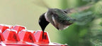 Ant proof hummingbird feeder outdoor hanging with 30 ports and built-in ant moat, 12 oz