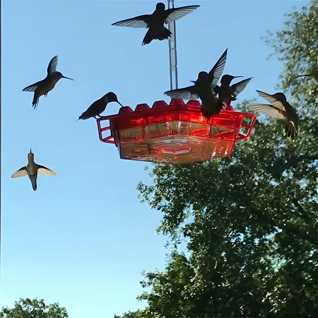Ant proof hummingbird feeder 30 port 12oz UV-resistant polycarbonate with built-in ant moat