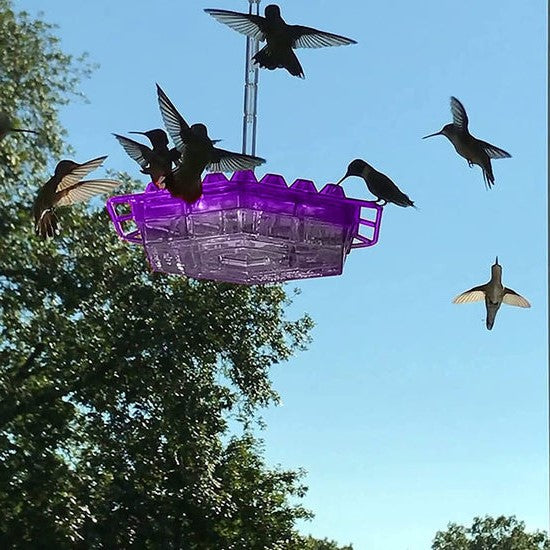Ant proof hummingbird feeder outdoor hanging with 30 ports and built-in ant moat, 12 oz