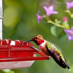 Ant proof hummingbird feeder 30 port 12oz UV-resistant polycarbonate with built-in ant moat