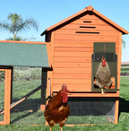Automatic chicken coop door system solar battery powered brown green red
